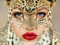 tigr
