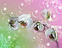 sharik
